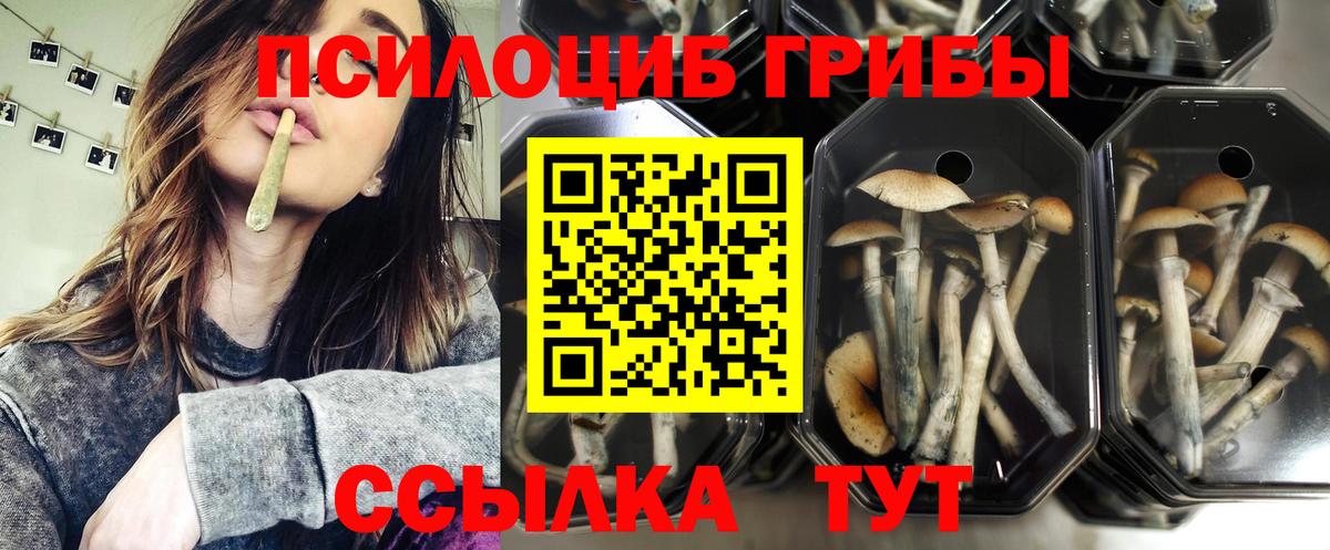 Галлюциногенные грибы Psilocybine cubensis Сертолово